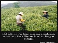 Grüner Tee pflücken im Gebirge