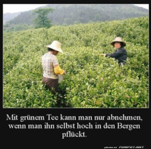fun-Bild: Grüner Tee pflücken im Gebirge