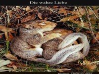 Umschlungene Eichhrnchen in inniger Umarmung