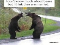 Humorous Bear Encounter