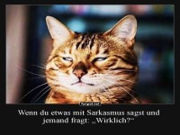 Katzenblick des ultimativen Sarkasmus