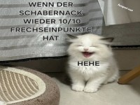 Freche Katze mit Goldmedaille im Schabernack!