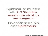 Spitzmaus-Erkenntnis!