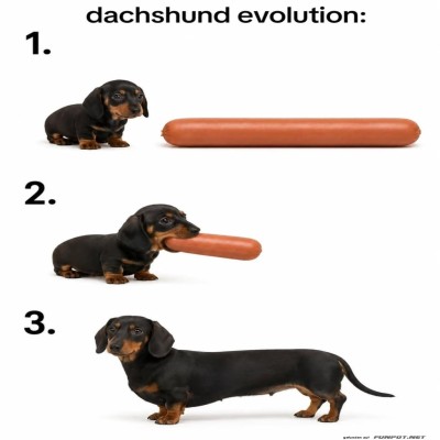 Vom-Würstchen-zum-Hund-in-3-Schritten.jpg von Nachtstern