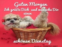 Dienstagmorgen-Korb voller Flausch!