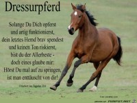 Dressurpferd 2019