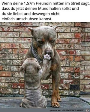Mitten-im-Streit.jpg auf www.funpot.net