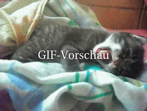 Müde Katze