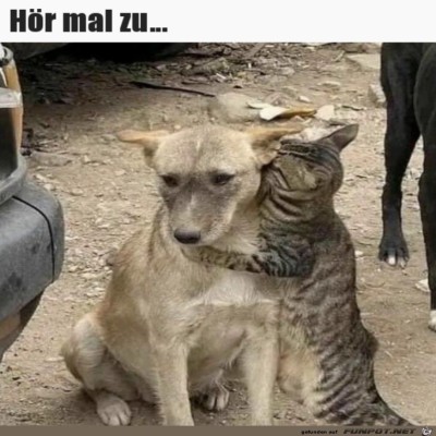 H&ouml;r-mal-zu.jpg von Alya