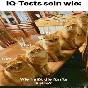 fun-Bild: IQ-Test