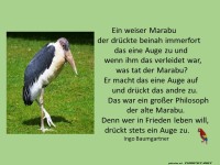 Ein weiser Marabu