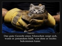 Ein ses Ktzchen in sicheren Hnden