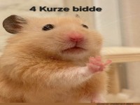 Hamster bestellt in der Bar