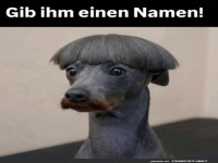Wenn der Hund zum Friseur geht...