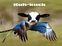 �berraschung am Himmel: Kuh-kuck!