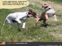 lebe gluecklich lebe froh 