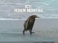 Montag