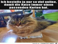 Karton für die Katze