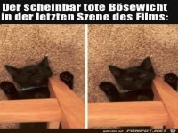 Typisch Katze