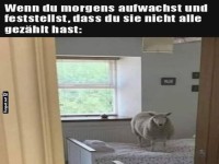 Morgens berraschende Schafbegegnung