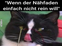 Lustige Katze mit Nhproblem