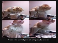 Katze in witziger Papier-Aktion