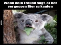 �berraschung eines Koalas