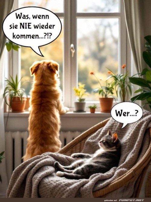 Wartezeiten-für-Anfänger:-Hund-vs.-Katze.jpg auf www.funpot.net