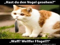 Wer hat denn da Federn gelassen?