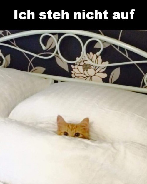 Ich-steh-nicht-auf.jpg auf www.funpot.net