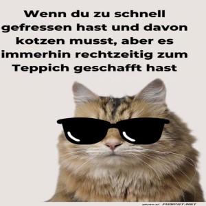 Katzen-Teppich-Dilemma.jpg von Elijas1995