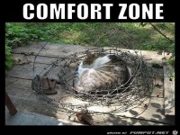 Katzen