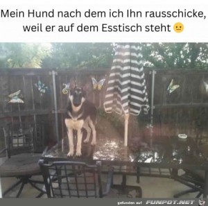 Mein-Hund.jpg auf www.funpot.net