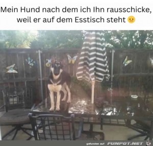 fun-Bild: Mein Hund