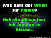 Was sagt der Orkan zur Palme?