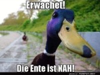 Die Ente ist nah