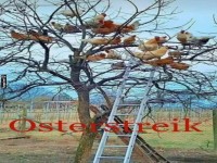 H�hner im Baum beim Osterstreik