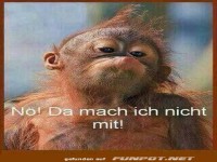 Widerspenstiger Affe sagt nein