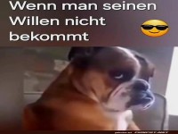 Die Kunst des beleidigten Hundeblicks