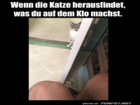 Katzenschn�ffler auf geheimer Mission