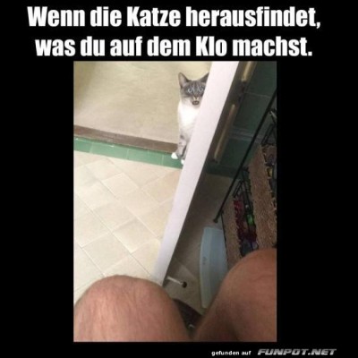 Katzenschn&uuml;ffler-auf-geheimer-Mission.jpg von Bela