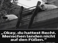 Katzenlogik in luftiger H�he