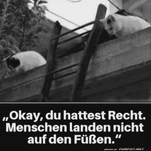 Katzenlogik-in-luftiger-H�he.jpg auf www.funpot.net