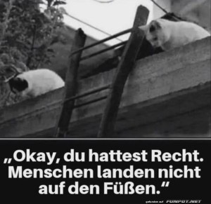 fun-Bild: Katzenlogik in luftiger H&ouml;he