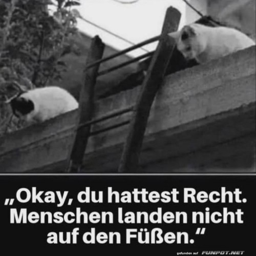 Katzenlogik-in-luftiger-H�he.jpg auf www.funpot.net