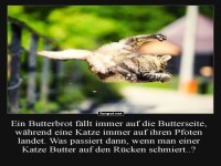 Katzenphysik: Das ultimative Paradoxon