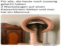 Das Katzen-Mammut auf der Kratzbaum-Safari