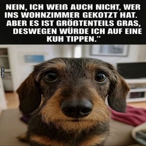 Der-unschuldige-Dackel-Moment.jpg von Josefin