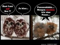 Eulen-Liebe im Wintermodus