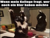 Wenn Katzen nach Bier verlangen!